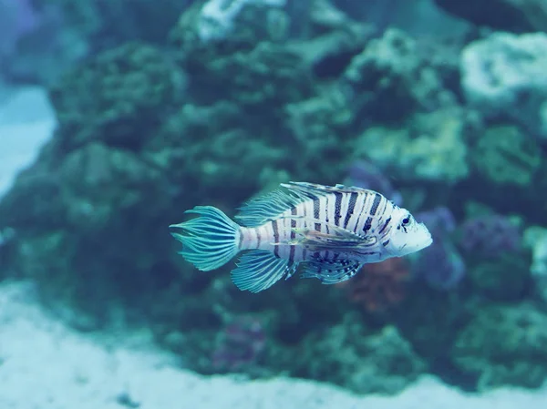 Peixe Pterois Volitans Oceano Azul Profundo Perto — Fotografia de Stock