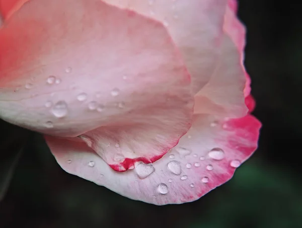 Makroblume Mit Wassertropfen — Stockfoto