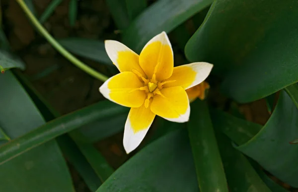 Flor Amarela Direção Sol — Fotografia de Stock