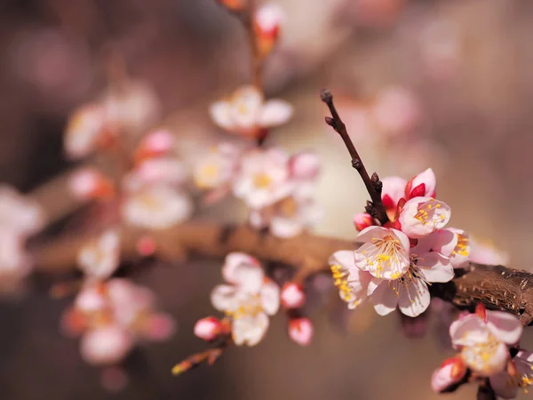 Apricot Blossom Pink Spring Flowers — Stock Photo, Image