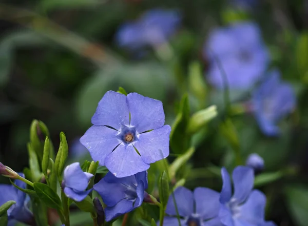 Perlende Blaue Blume Grünen Gras Aus Nächster Nähe — Stockfoto
