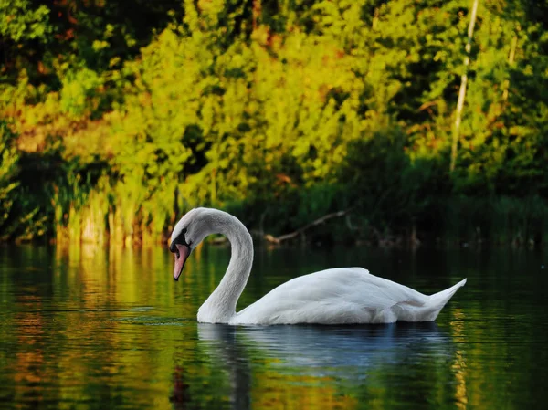 Cisne Blanco Sudando Hermoso Lago —  Fotos de Stock