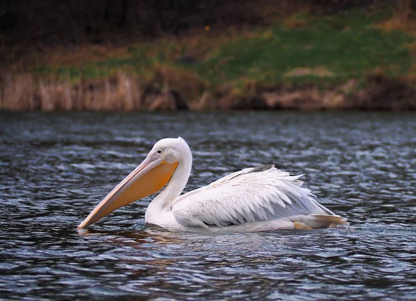 Pelican Sweaming Vid Sjön — Stockfoto