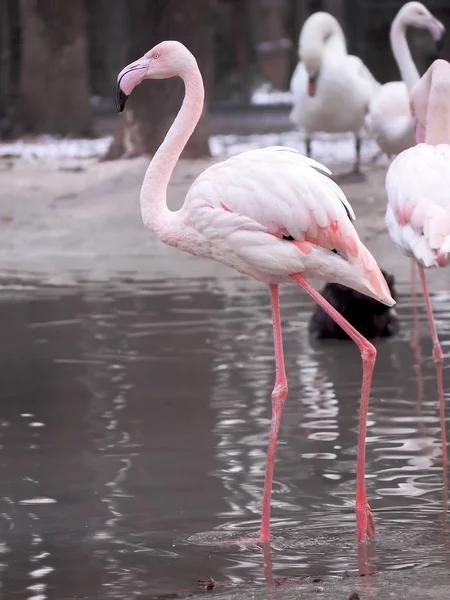 Güzel Pembe Flamingo Yakın Plan — Stok fotoğraf