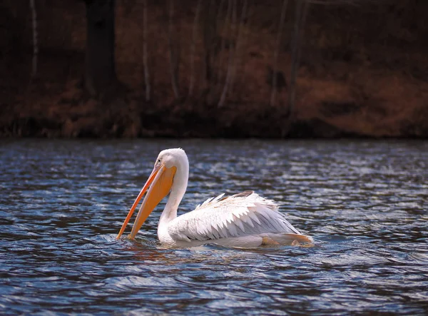 Pelican Sweaming Vid Sjön — Stockfoto