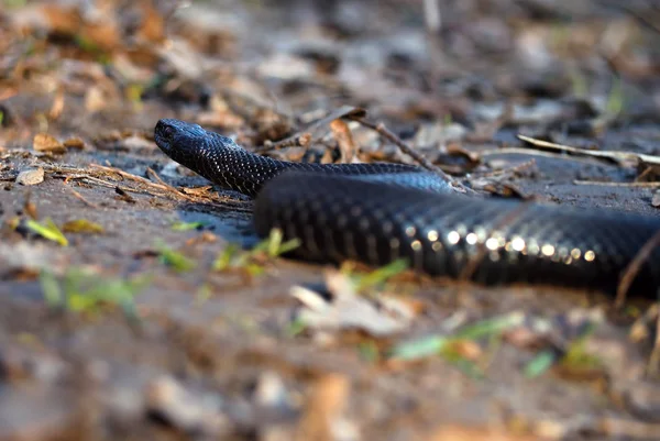Černý Nebezpečným Hadem Lese Světlé Listy — Stock fotografie