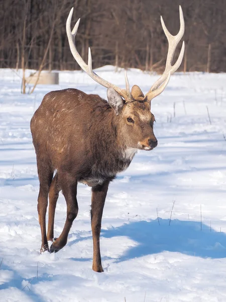 Hirsche Verschneiten Wald Der Sonne Aus Nächster Nähe — Stockfoto