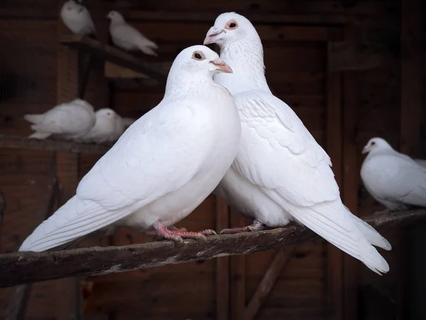 Dois Pombos Sentados Galho — Fotografia de Stock