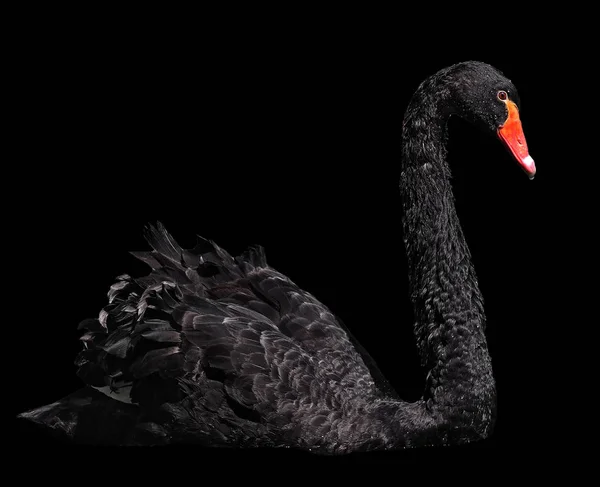 黑天鹅 Sweaming 优雅地孤立在黑色 — 图库照片