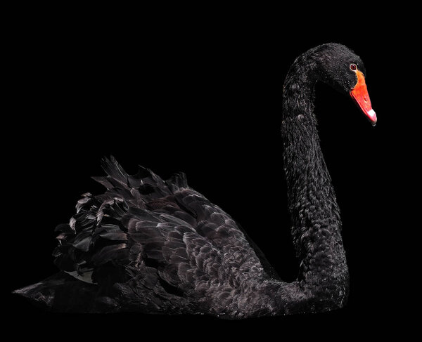 Black swan sweaming gracefully isolated at the black