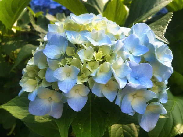 A lot of blue flowers hydrangea