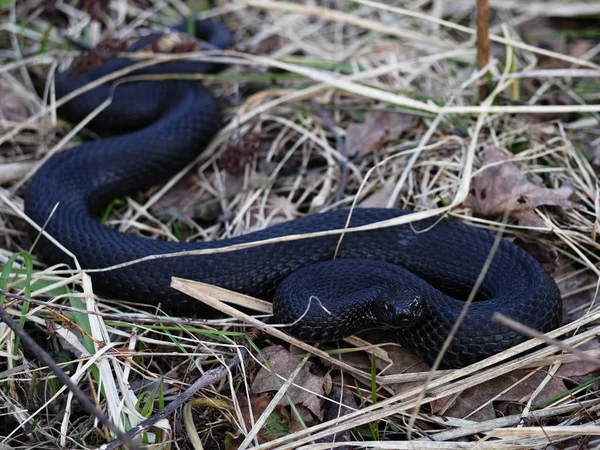 Schwarze Schlange Versteckt Sich Gras Bei Sonne Mit Dunkelroten Augen — Stockfoto