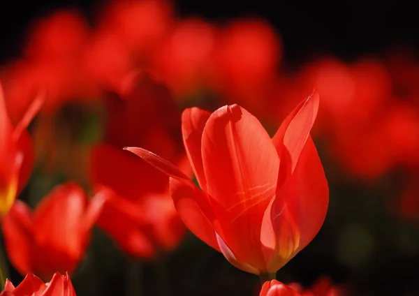 Czerwony Tulipan Słońce Bliska — Zdjęcie stockowe