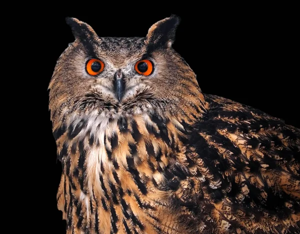 Owl Wise Looking Camera Isolated Black — Stock Photo, Image