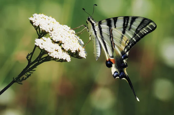 Biały Motyl Machaon Szczegół Widok Góry Zielonym Tle Siedząc Kwiat — Zdjęcie stockowe