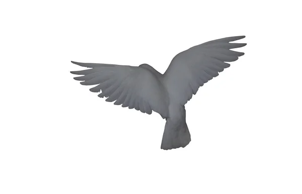 White Dove Flight Isolated White Back View — Stock Photo, Image