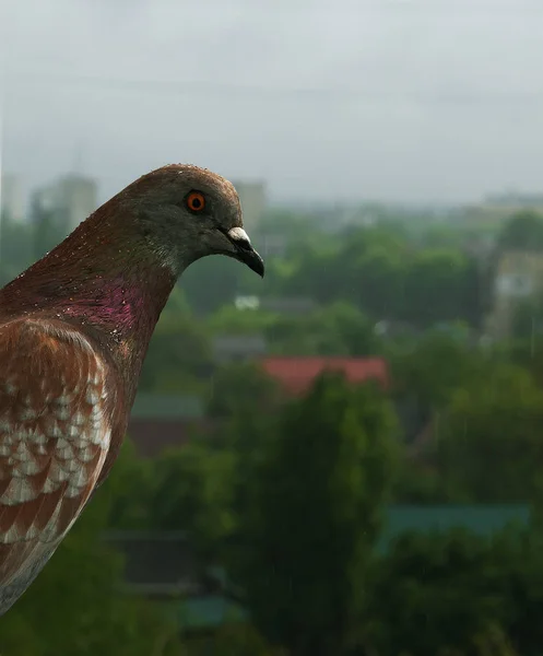 Pombo Está Escondendo Chuva — Fotografia de Stock