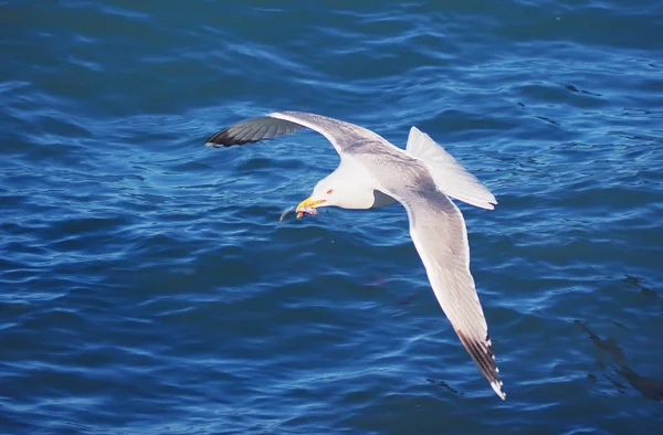 Seagul Létání Nad Mořem Blízkosti Hor — Stock fotografie