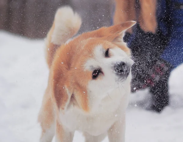 Hond Akita Inu Sneeuw — Stockfoto