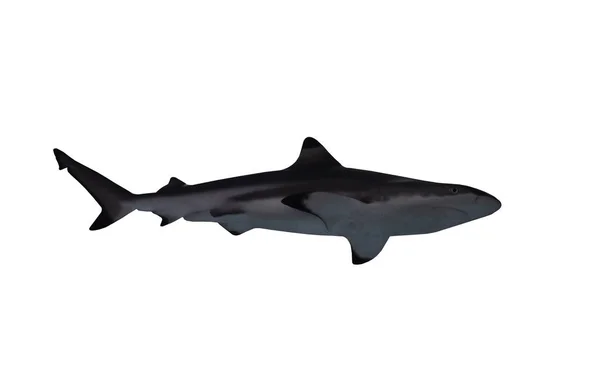 Акула Изолирована Белом Фоне Снизу — стоковое фото
