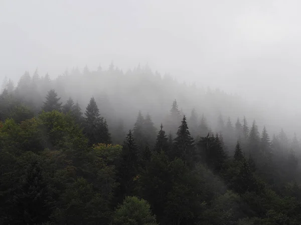 Brouillard Brouillard Des Montagnes Carpatiennes Dans Pinède — Photo