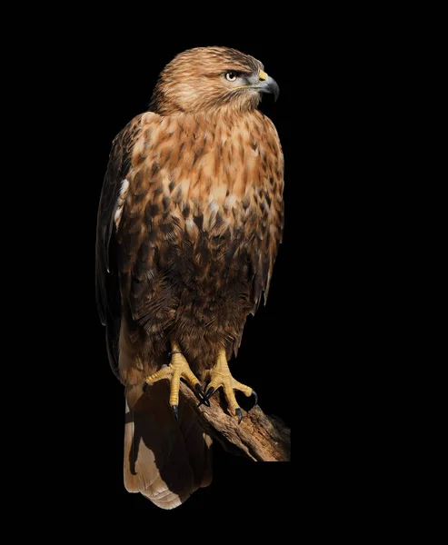 Falkenadler Sitzt Isoliert Auf Schwarz — Stockfoto