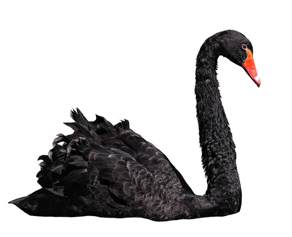 Black swan sweaming gracefully isolated at the white