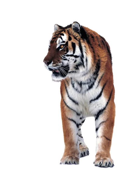 Tiger Isolated White Full Size — Stock Photo, Image