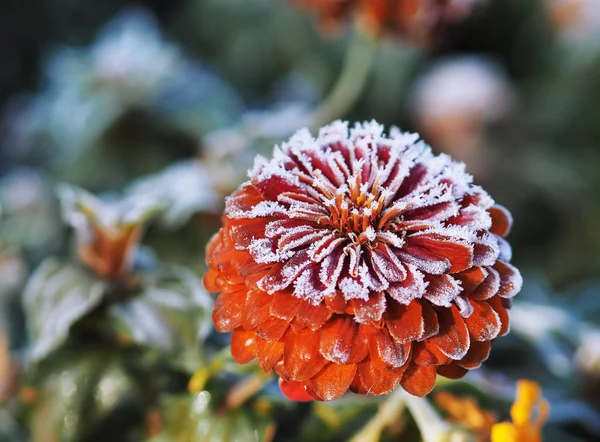 Fagyasztott Jeges Virág Természetes Háttér — Stock Fotó