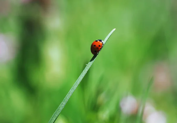 瓢虫在绿草 — 图库照片