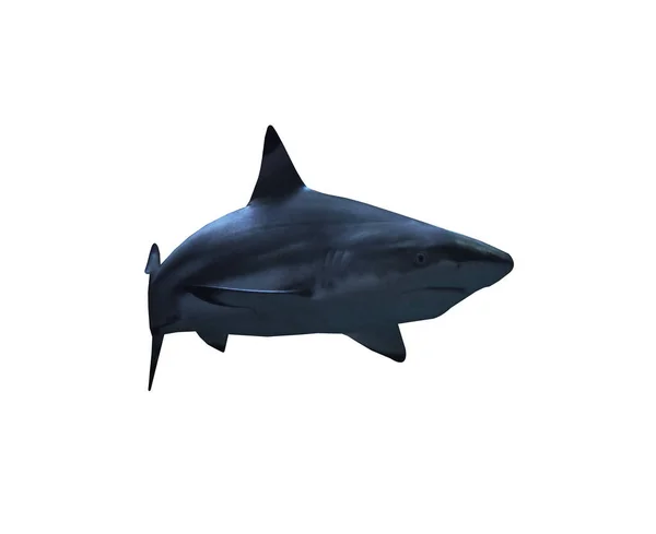 Tubarão Perto Rocha Oceano Azul Profundo Isolado Branco — Fotografia de Stock