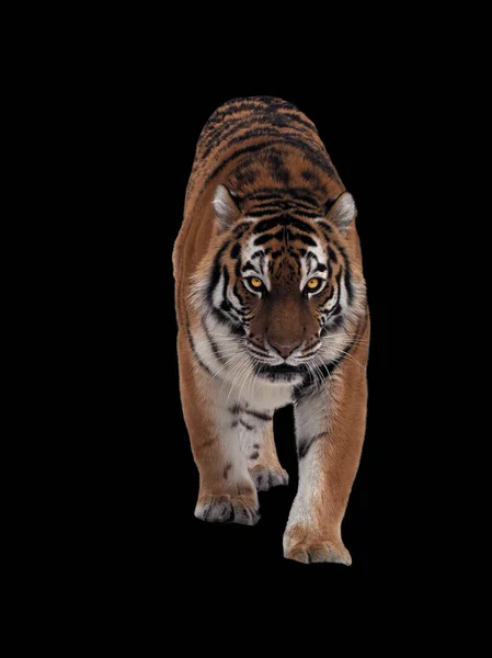 Тигр Подкрадывается Смотрит Камеру Полный Размер Изолированный Черного — стоковое фото