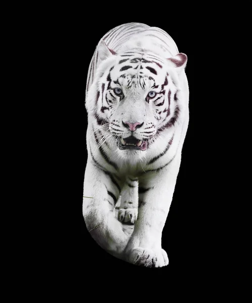 Branco Grande Tigre Panthera Tigris Bengalensis Andando Isolado Preto — Fotografia de Stock