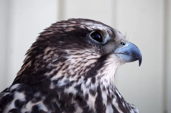 Eagle Ernstige Portret Vanaf Linkerkant Witte Achtergrond — Stockfoto