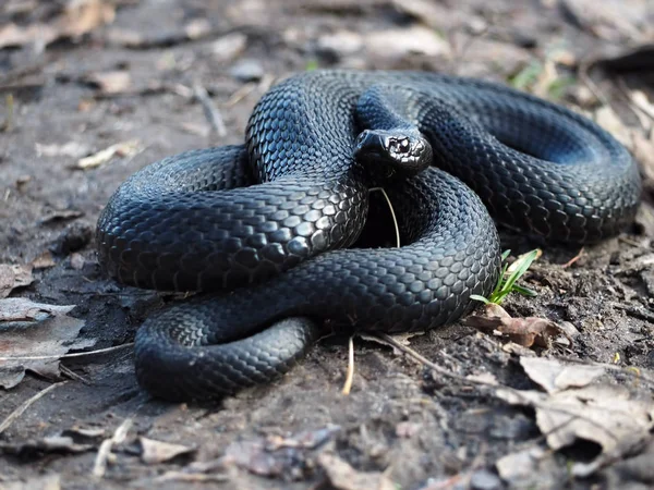 Serpiente Negra Acurrucada Bola Mirando — Foto de Stock