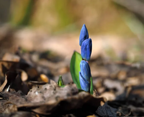 Snowdrop Primeira Flor Brigt Azul Sol Fechado — Fotografia de Stock