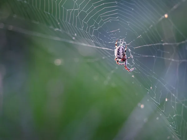 Pavouk Čistý Detail Barevné Pravém Rohu — Stock fotografie