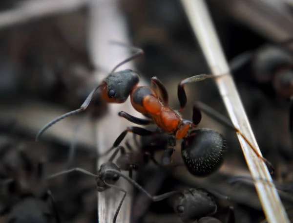 Ant Wood Stick Top View — Stock Photo, Image