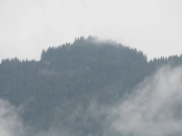 Karpaten Gebergte Mist Nevel Het Dennenbos — Stockfoto