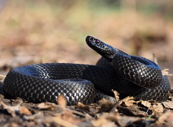 Serpente Preta Floresta Nas Folhas Enroladas Vista Bola Baixo — Fotografia de Stock