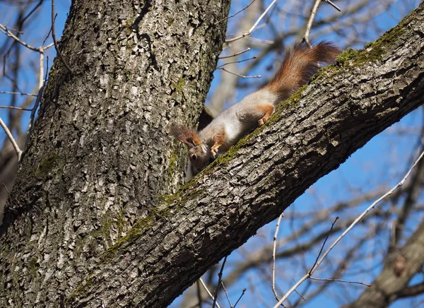 Esquilo Vermelho Árvore Escalada — Fotografia de Stock