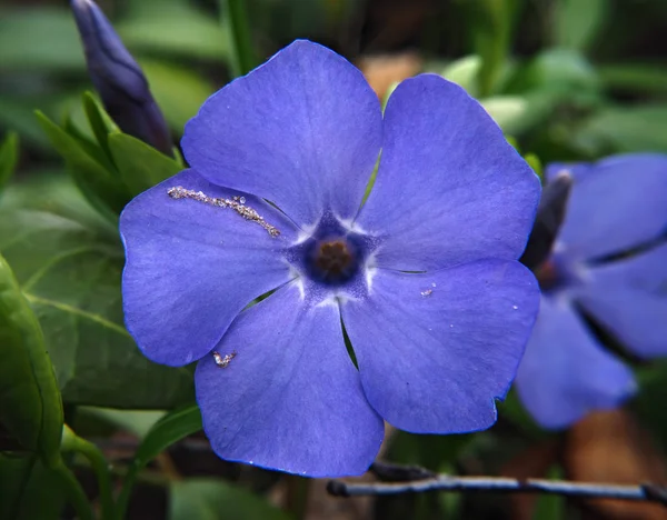 Perwinkle Kék Virág Makró — Stock Fotó