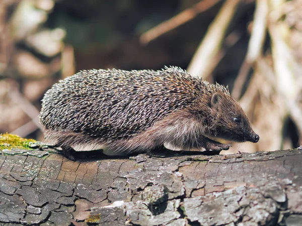 Igel Unterwegs Wald — Stockfoto