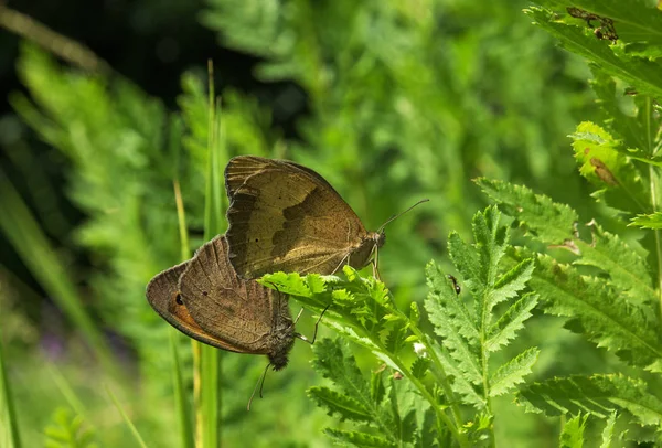 Két Barna Batterflies Zöld Leveles Love — Stock Fotó
