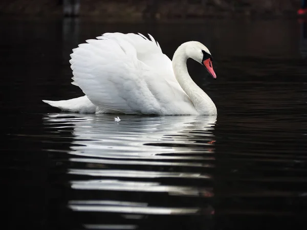 Weißer Schwan Vor Dunklem See Hintergrund Mit Schöner Spiegelung Wasser — Stockfoto