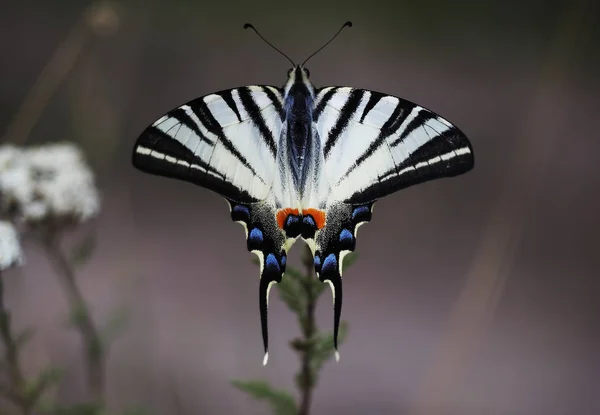 Papillon Blanc Machaon Gros Plan Vue Dessus Arrière Plan Violet — Photo