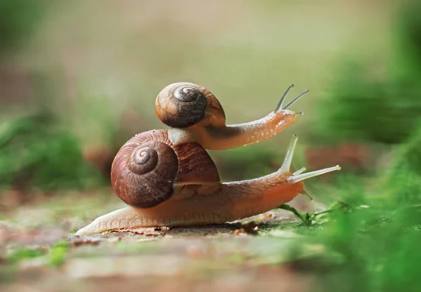 Snails Crawling Ground Small Snail Sitting Big Looking — Stock Photo, Image