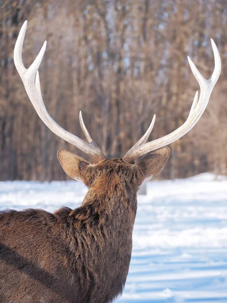 Herten Het Besneeuwde Bos Zon Close — Stockfoto