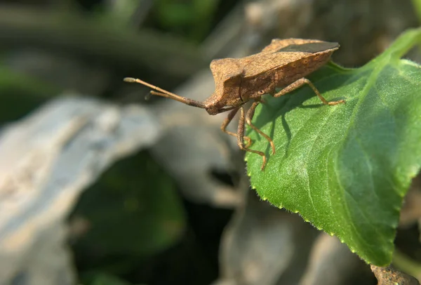 brown bug on the green leaf jumps to waterfall