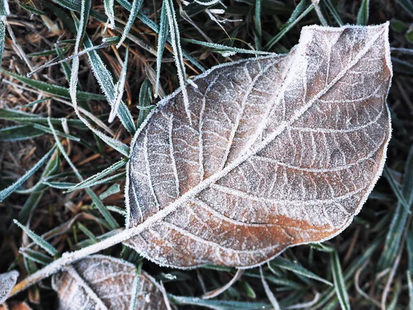 Frozen Icy Leaf Ground — Stock Photo, Image